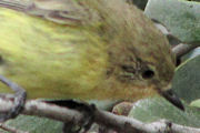 Yellow Thornbill (Acanthiza nana)